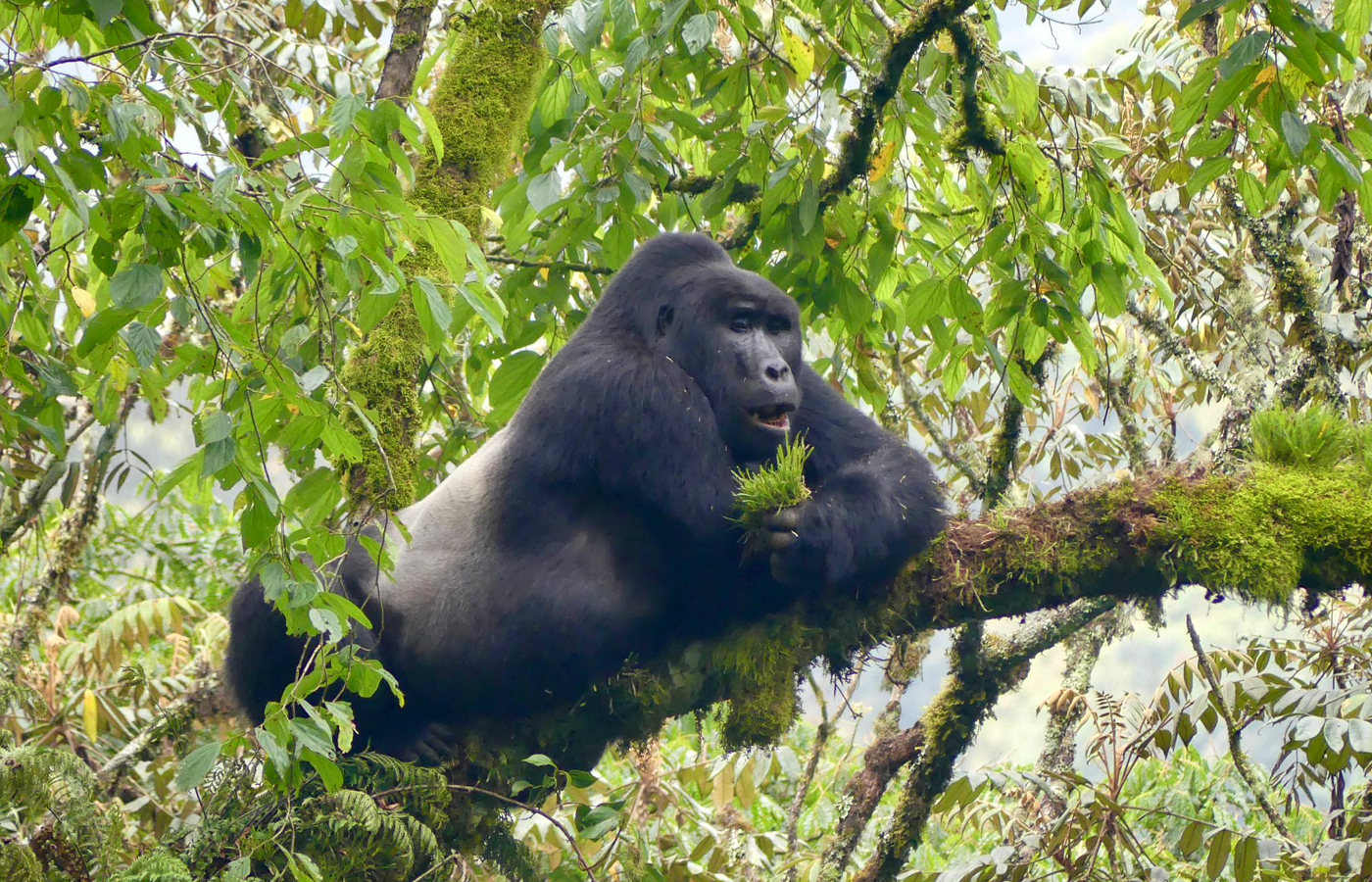 chances-de-voir-des-gorilles-de-montagne-en-ouganda-au-rwanda-et-au-congo