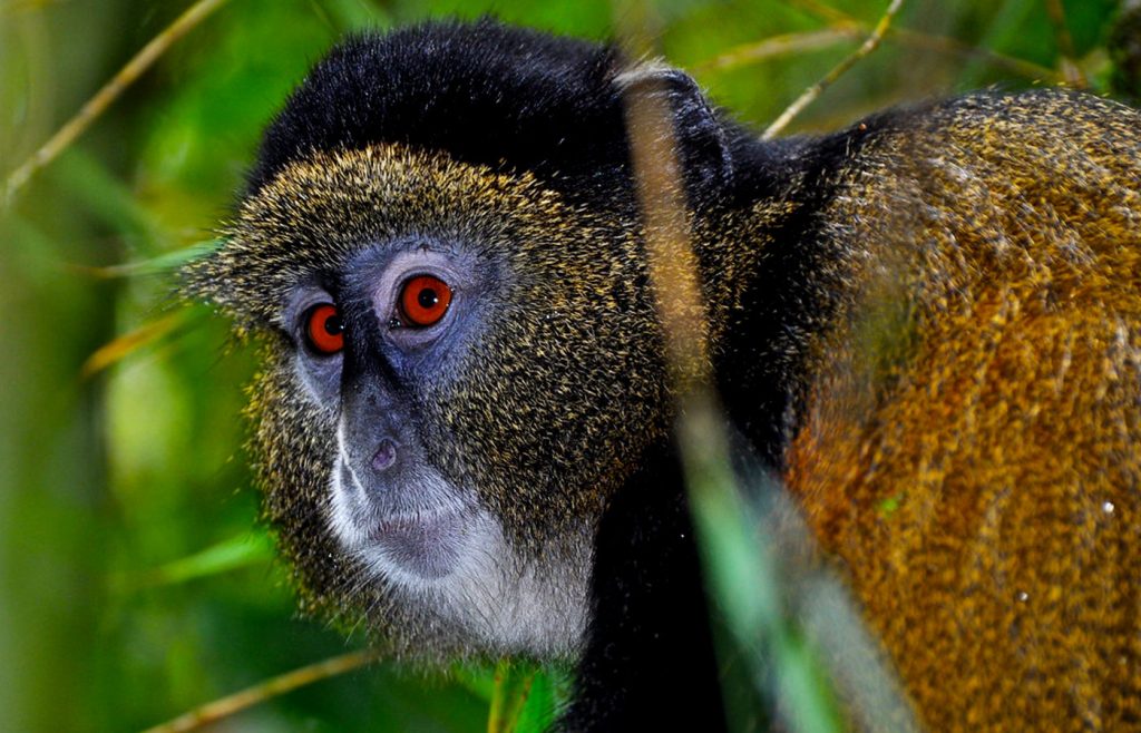 golden-monkeys-in-rwanda